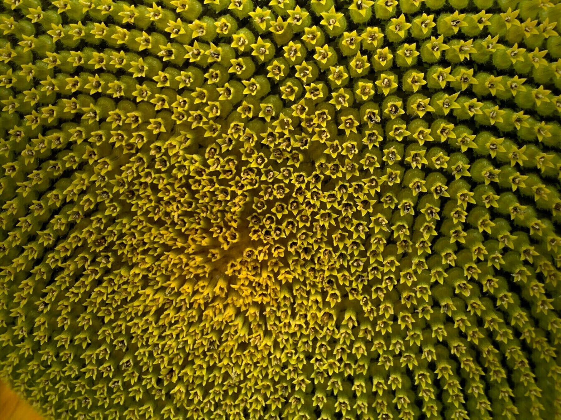 close up of a sunflower core
