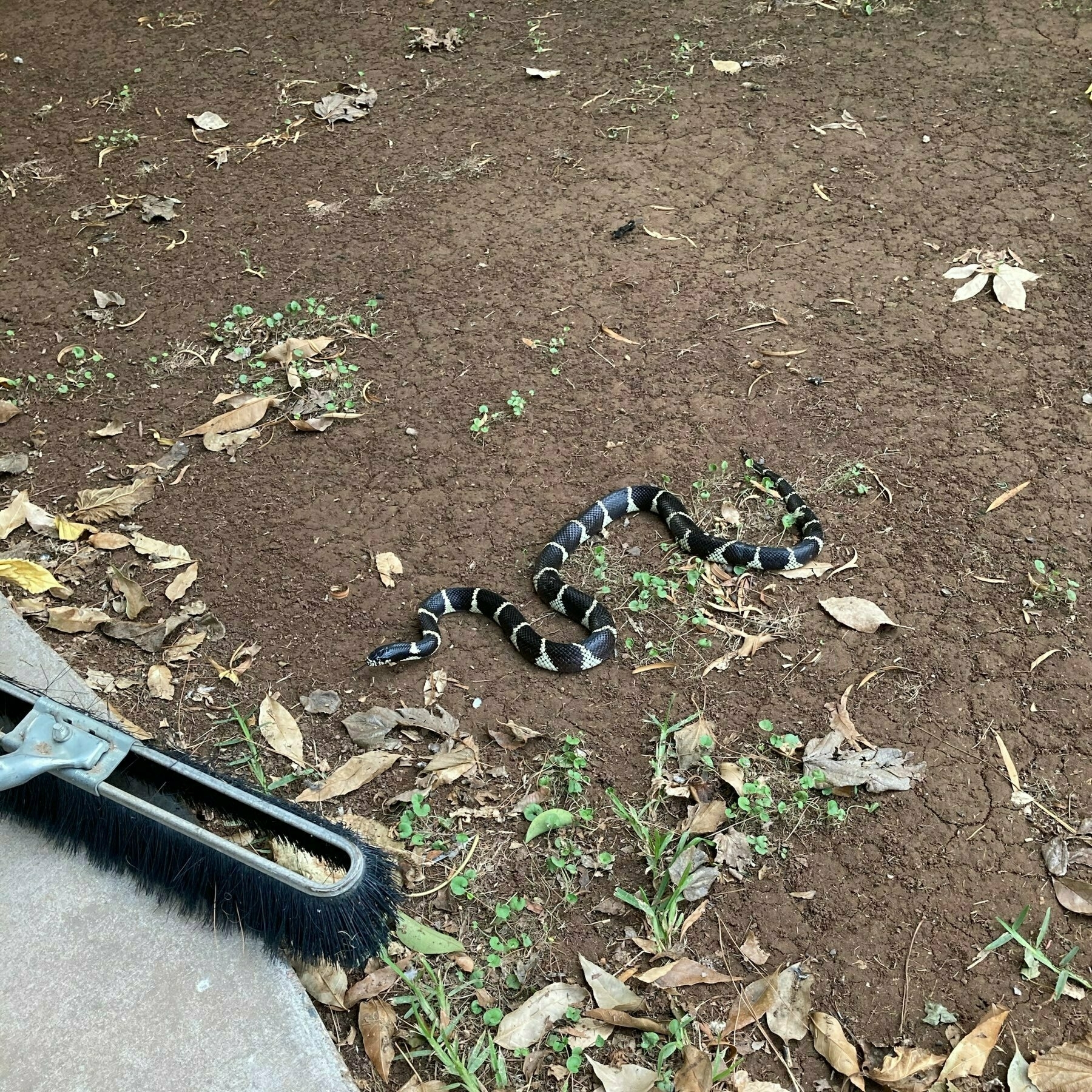 snake in the dirt just off a sidewalk