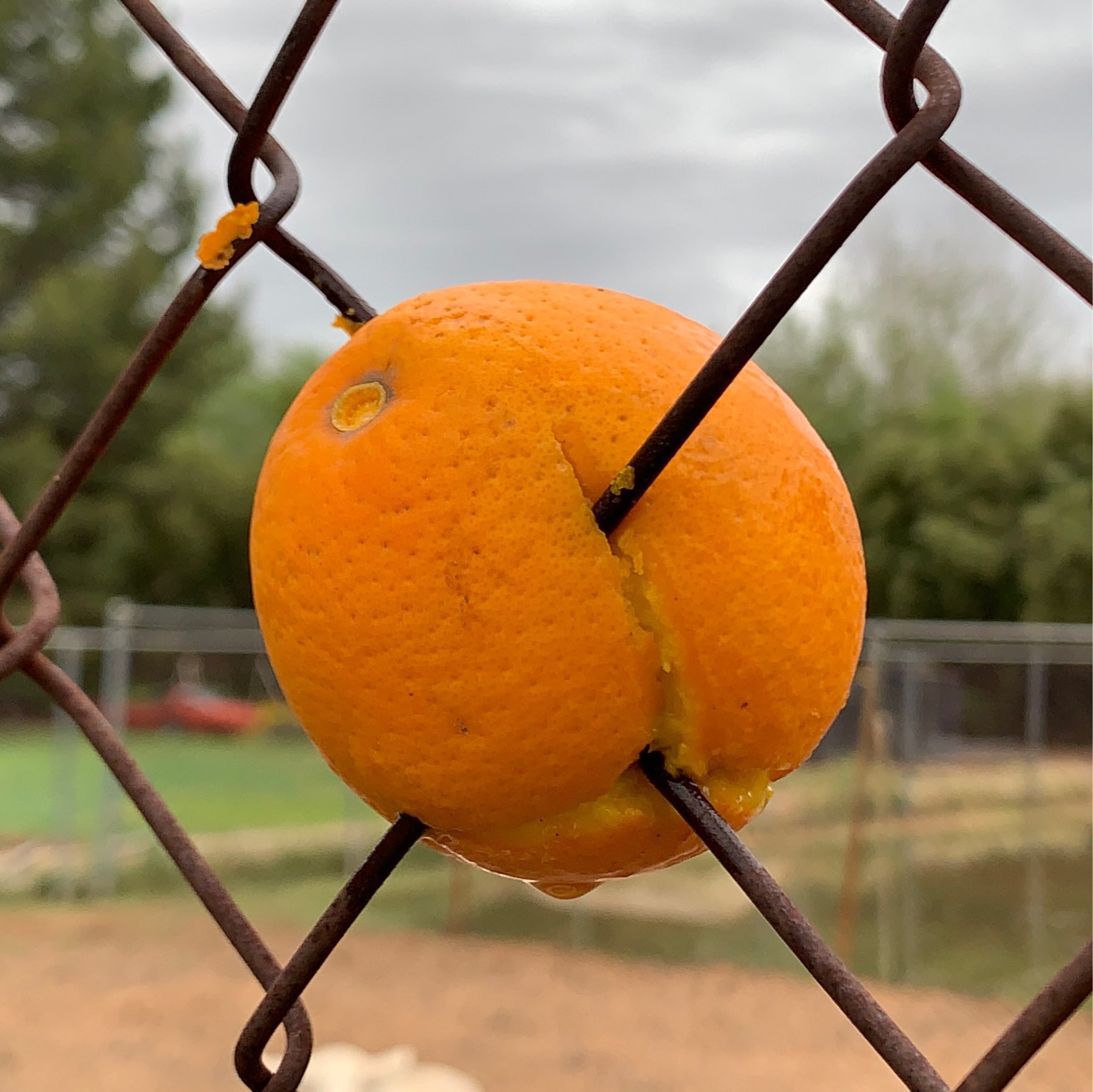 close up of an orange embedded in a chainlink fence