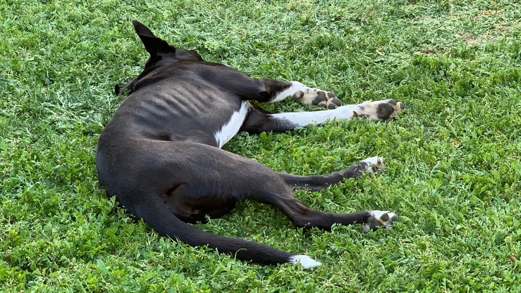 black dog splayed on grass, sleeping