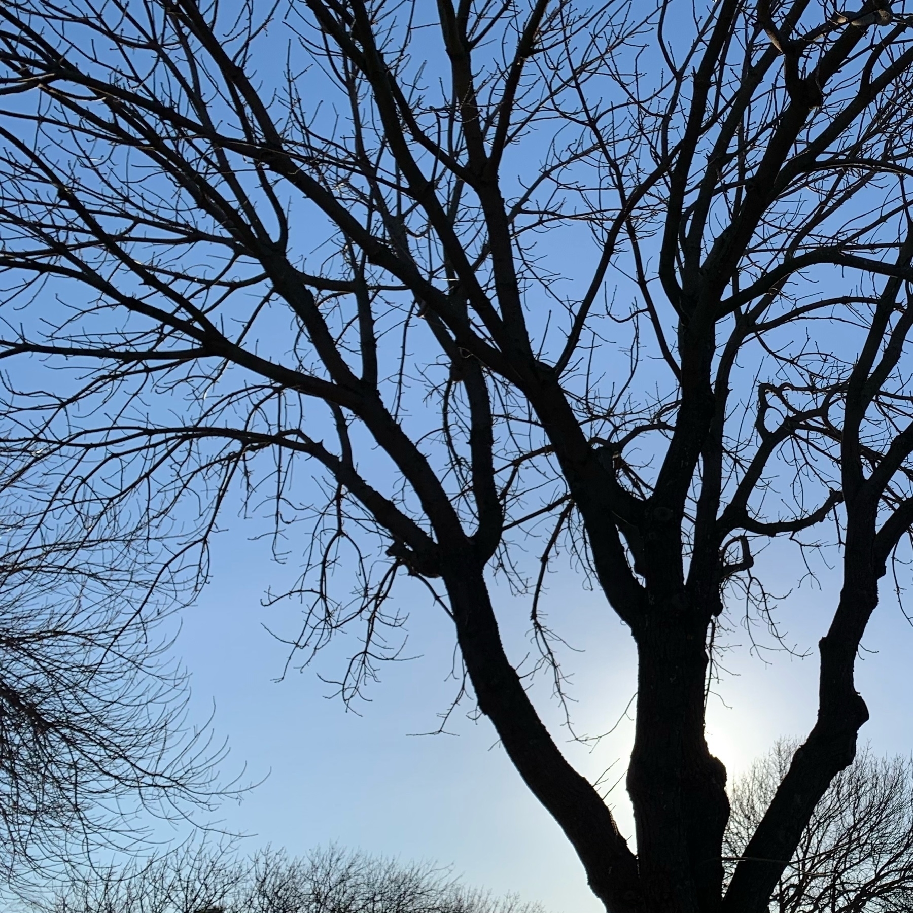 outline of a leafless tree backlit by the sun that has nothing to do with the comments in this post