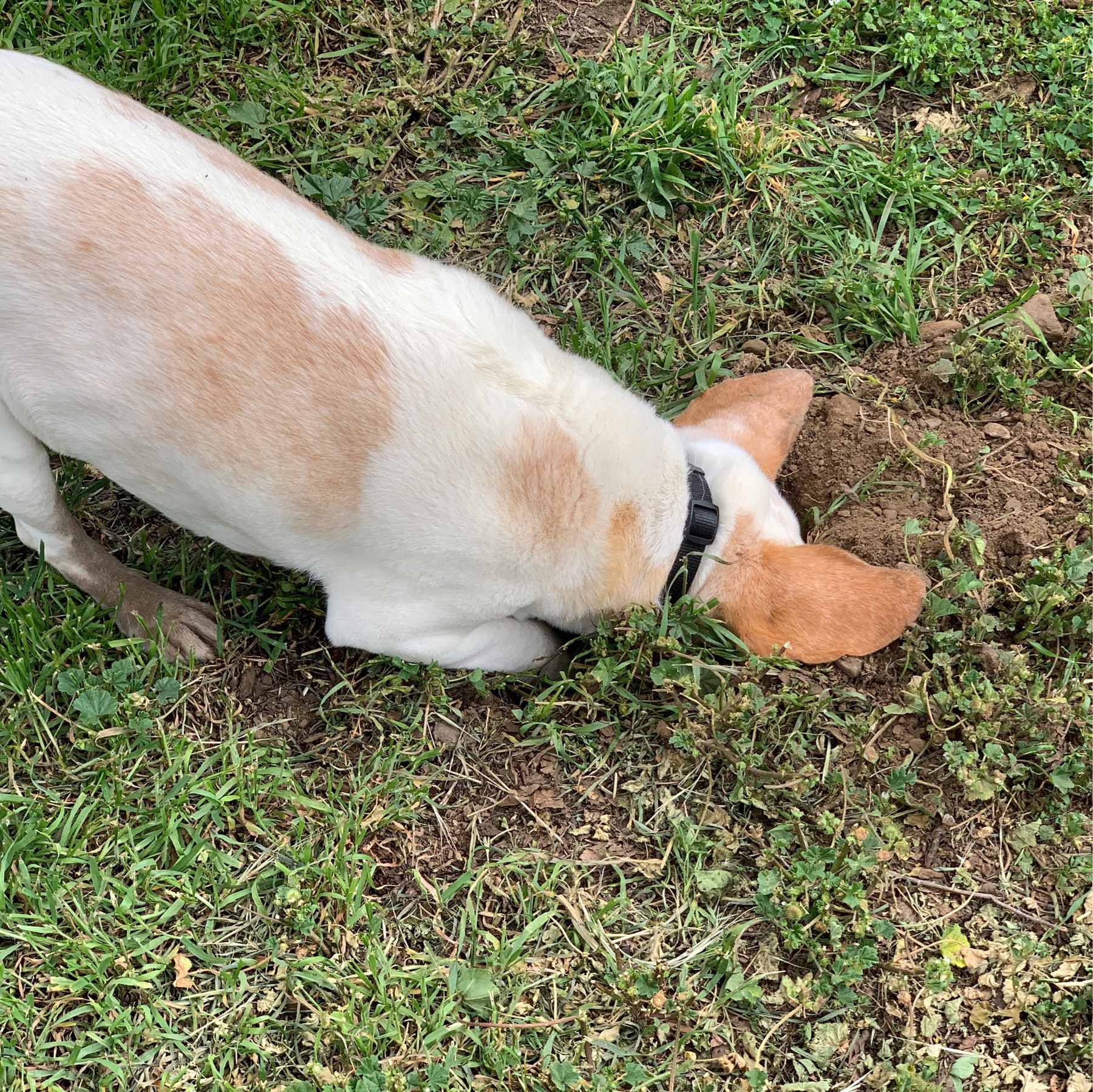 dog with head in hole he had dug
