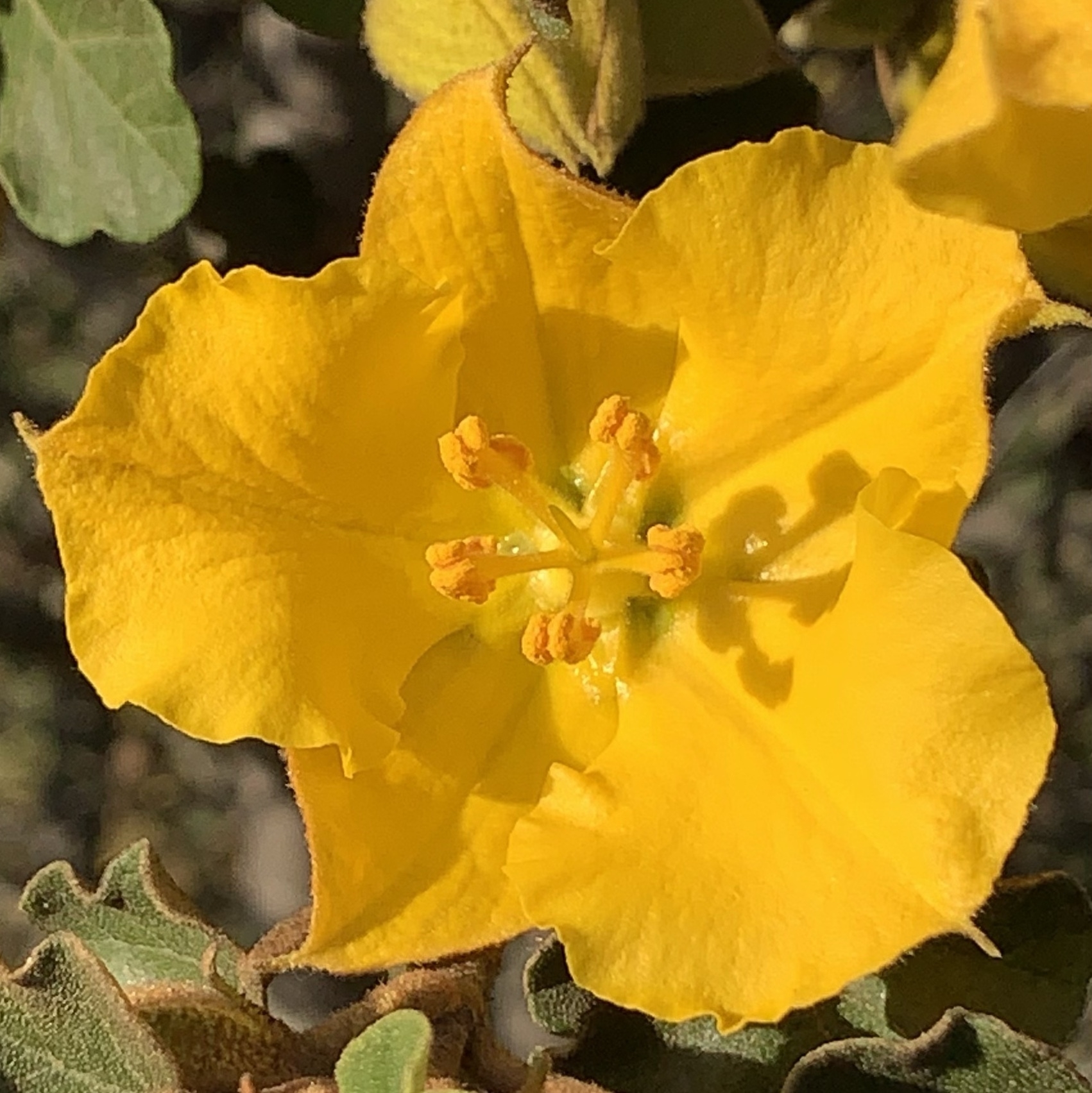 upclose of a golden yellow flower